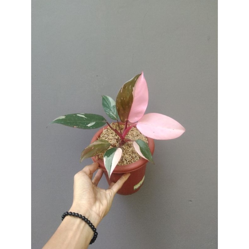 tanaman hias philodendron pink princess marble - pink princess marble