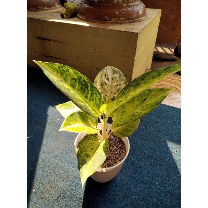 Bigroy white, Bigroy Putih, Aglonema Bigroy Putih, Aglonema Bigroy White Murah