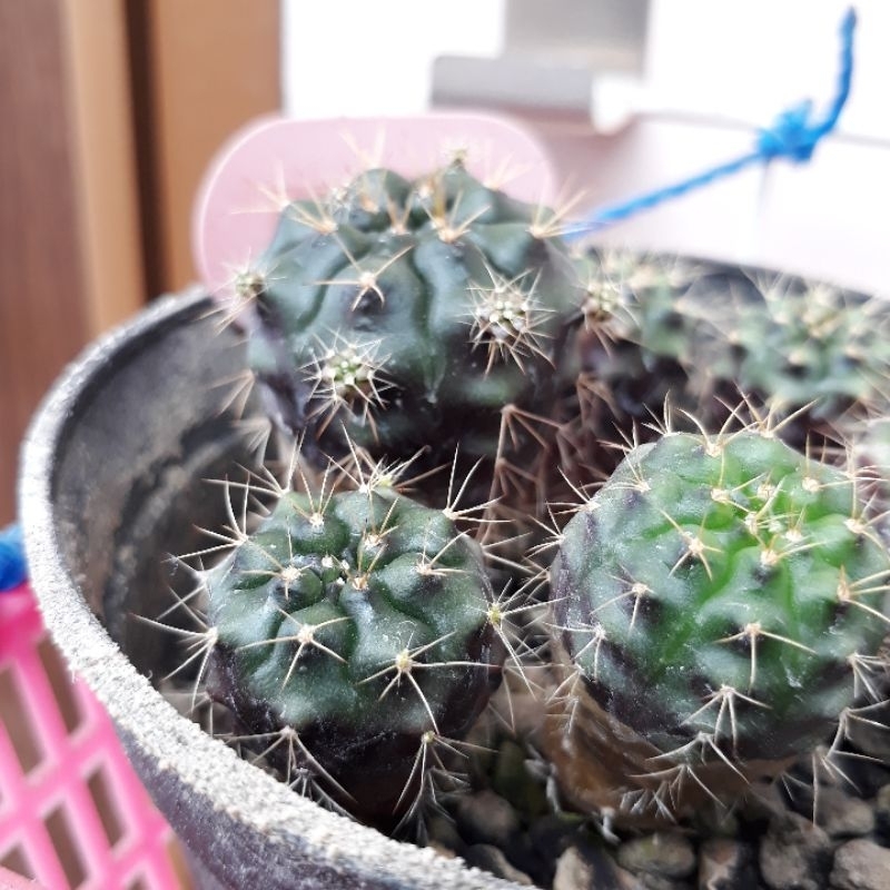 Kaktus Gymnocalycium Gymno Damsii Damsi Ungu