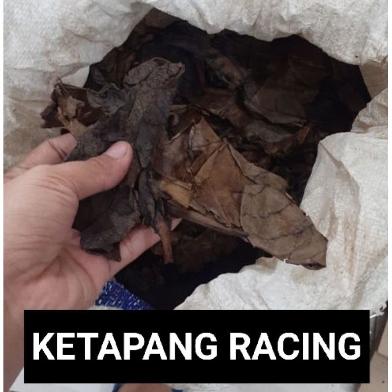 KETAPANG RACING OLAHAN TERBAIK