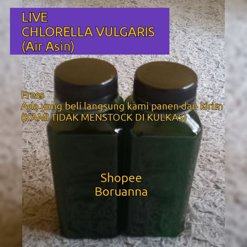 Chlorella Vulgaris Murni Makanan Artemia,Rotifera,Copepoda (Air Asin)