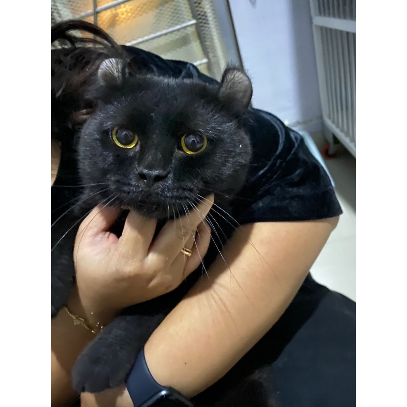 BSH x American curl black