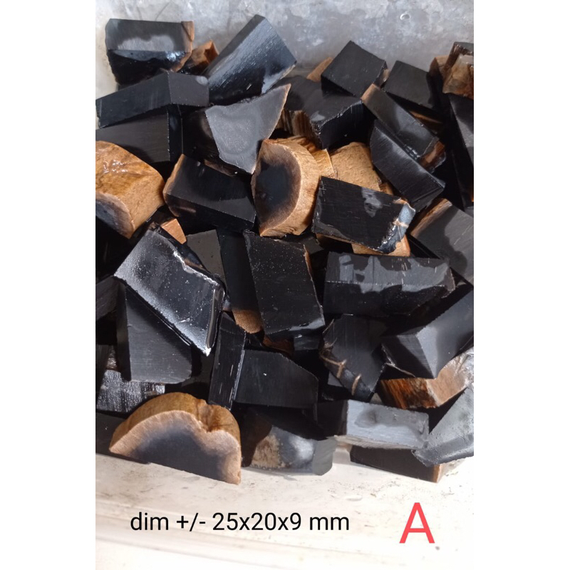 Fosil Kelor Hitam Pekat Natural A ( 3 biji )