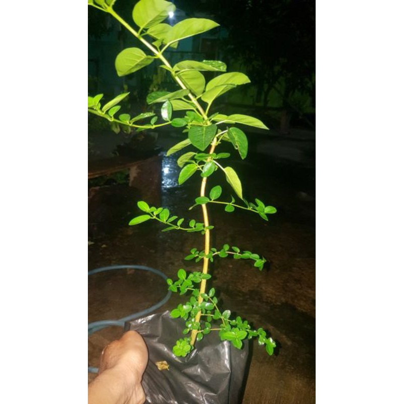 3 pohon sancang bahan bonsai siap kawat