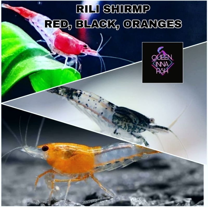 

udang hias aquascape / udang hias red rili black rili oren rili / udang hias air tawar