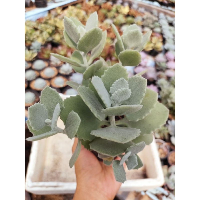 Sukulen Kalanchoe Millotii cluster