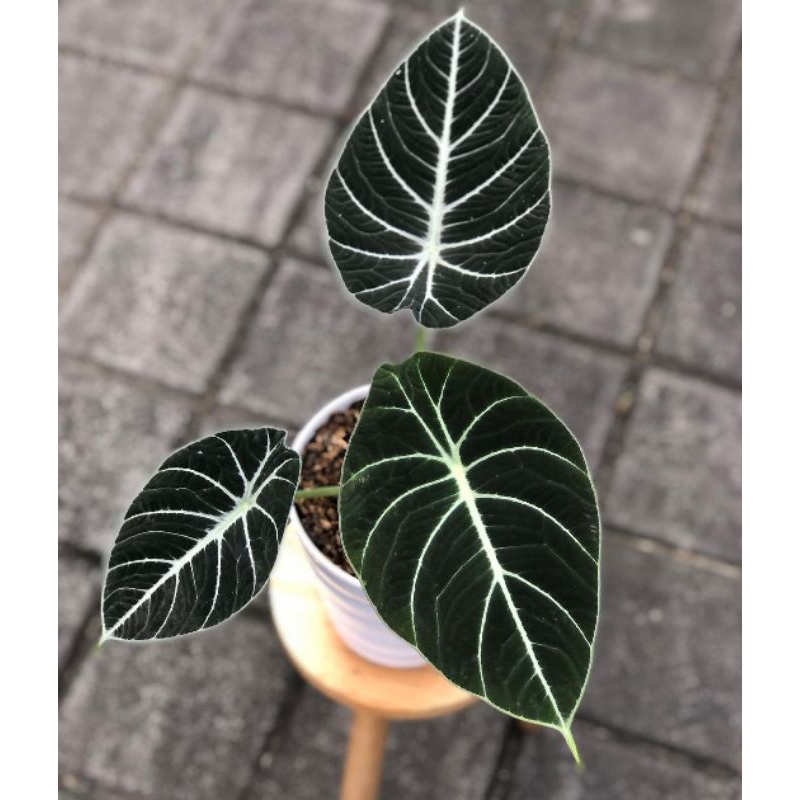 alocasia blackvelvet - tanaman hias alocasia - alocasia - black velvet