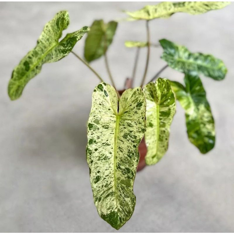 (BISA COD) promo philodendron Paraiso verde pilo corak varigata