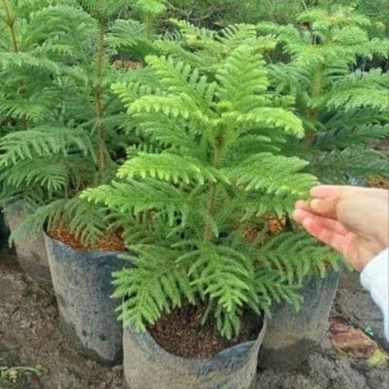 Tanaman Hias Pohon Cemara Norfolk -Pohon Cemara Norfolk/Cemara Norfolk
