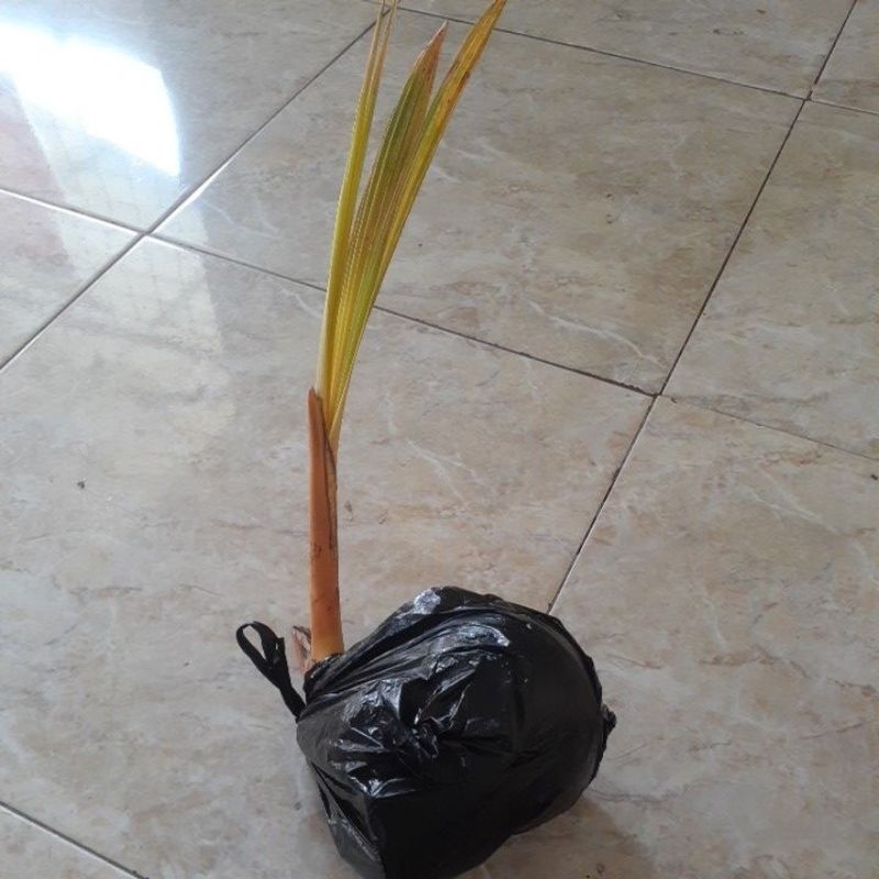 BAHAN BONSAI KELAPA GADING OREN/ GADING SUSU