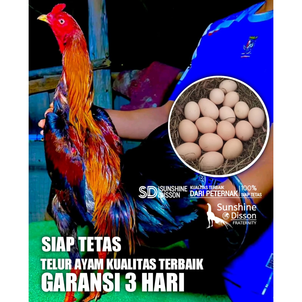 ayam bangkok pama ninja IQ ATREET telur tetas perbutir