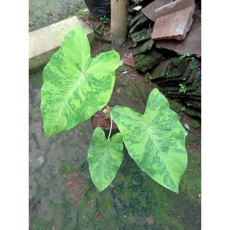 tanaman colocasia midori zour