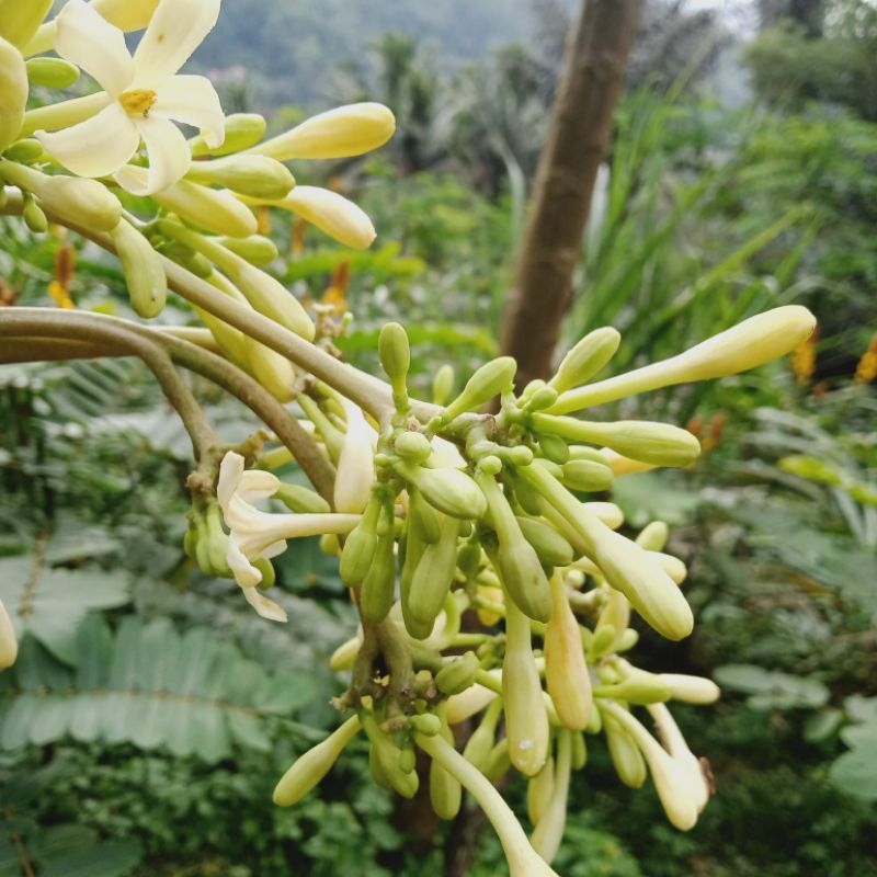 

Bunga pepaya jantan pepaya karayunan 500 gr