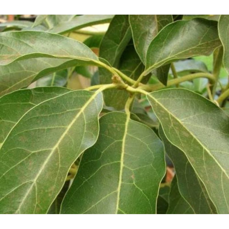 

Daun alpukat tua organik untuk obat herbal