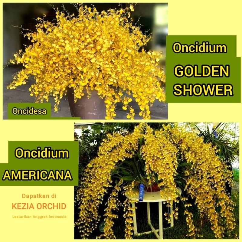 Anggrek Oncidesa Goldiana / Oncidium Golden Shower & Oncidium Americana / Oncydium Golden Shower