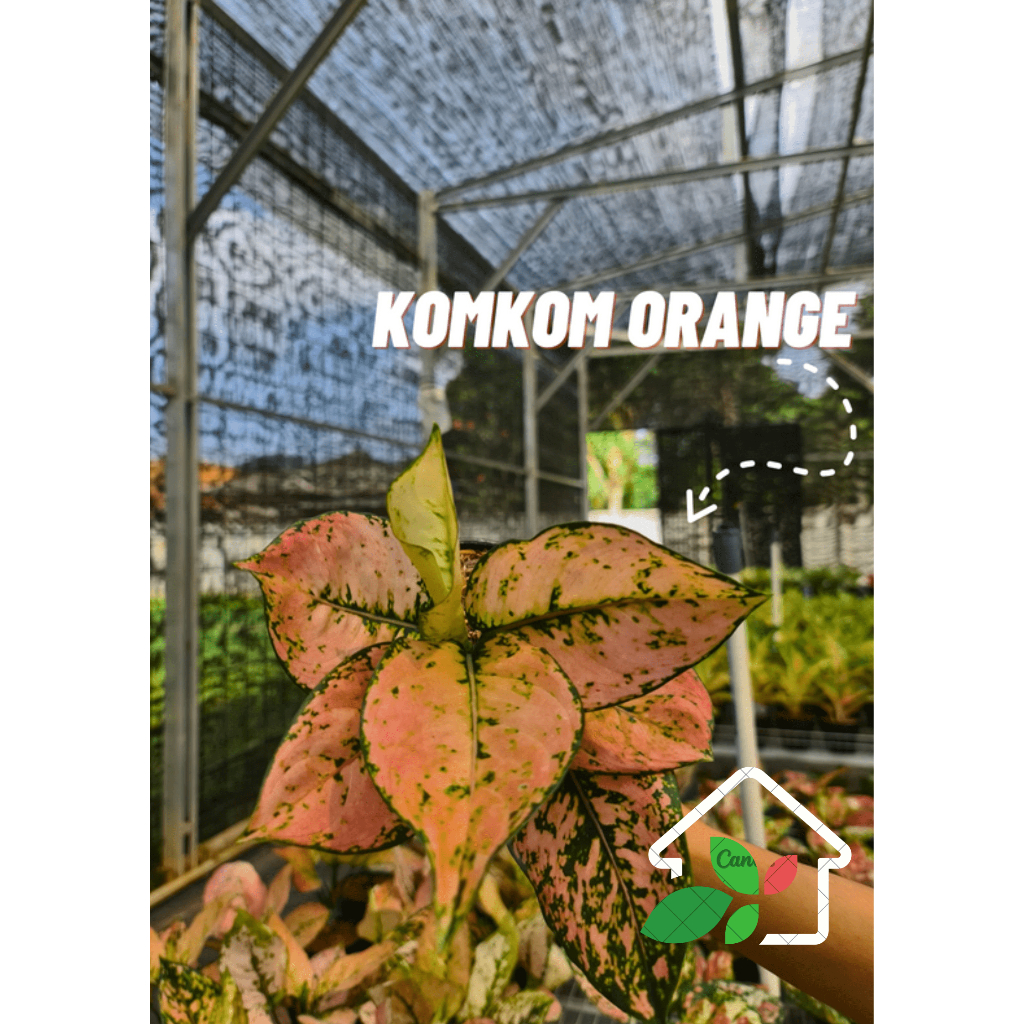 TANAMAN HIAS AGLONEMA KOMKOM ORANGE
