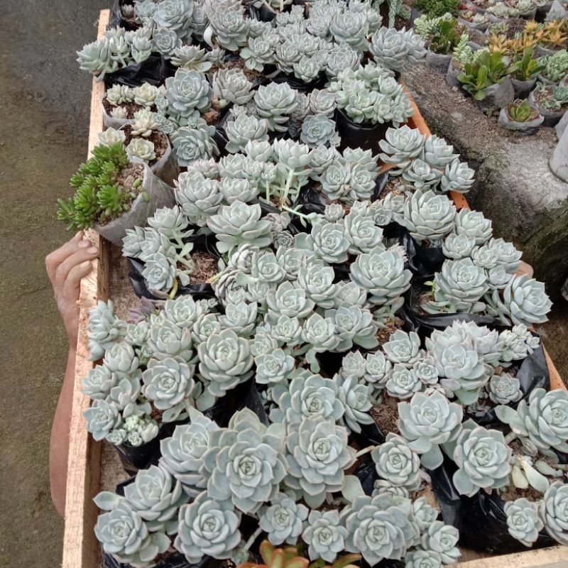Sukulen Tituban Rimbun / Sukulen Graptoveria Titubans Rimbun
