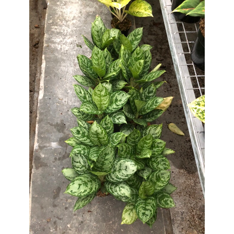 Aglaonema Green Compacta