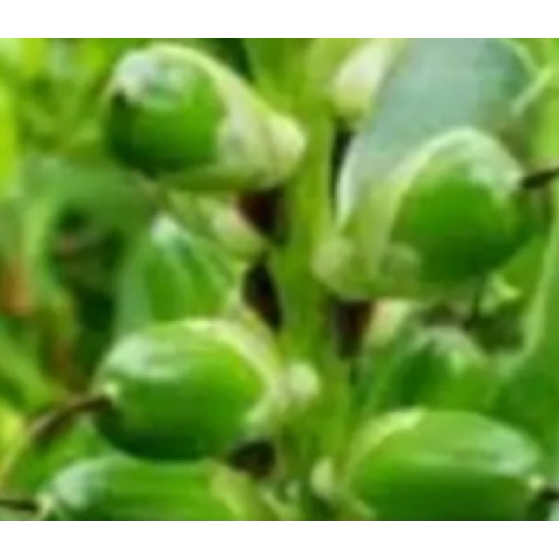 

buah jeruju herbal