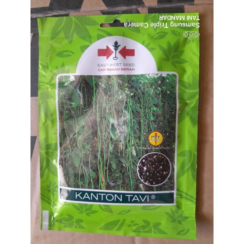 BENIH BIBIT KACANG PANJANG KANTONG TAVI ISI 200 BUTIR CAP PANAH MERAH