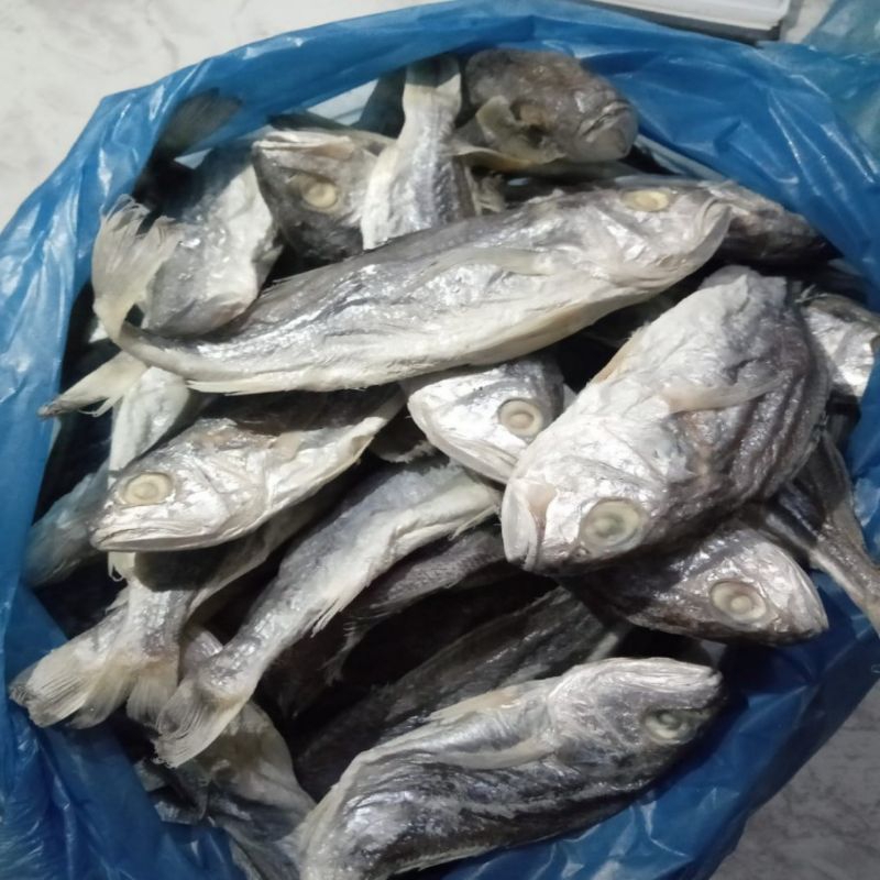 

Ikan Kepala Batu Medan 250 gr / 500 gr / 1000 gr