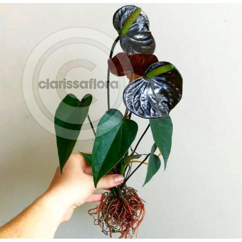 PROMO MURAH Paket 2 Tanaman hias anthurium Mickey mouse bunga hitam| pohon anthurium| real