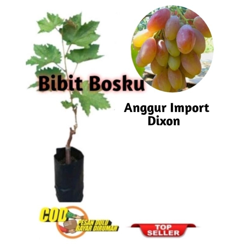 Bibit Anggur Import Dixon (Asli)