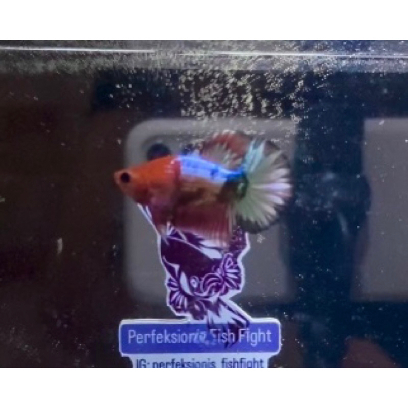 ikan cupang Fccp/WhiteScale TOP GRADE