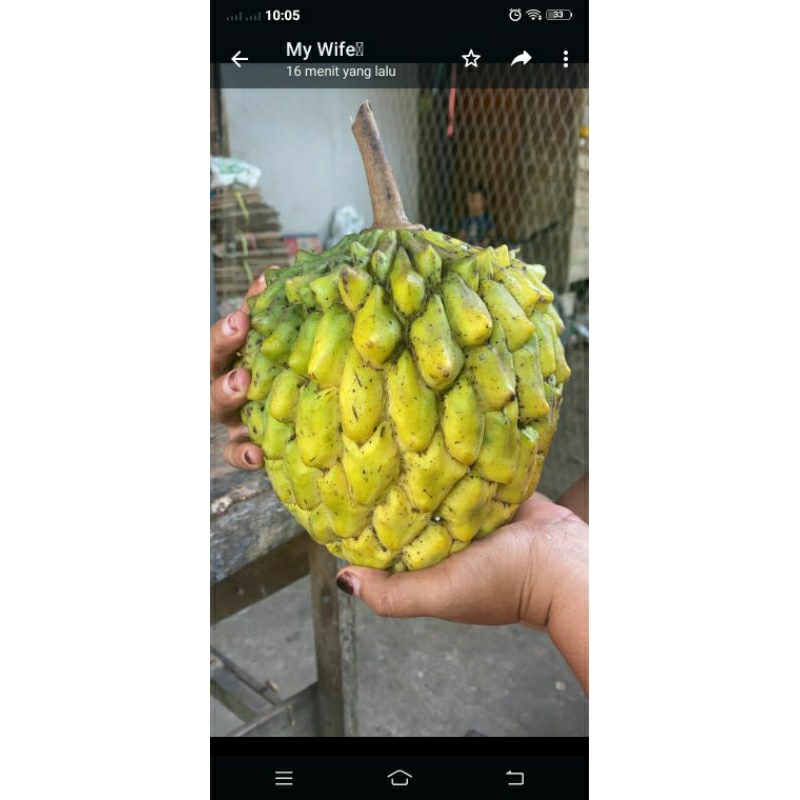 

paketbuah