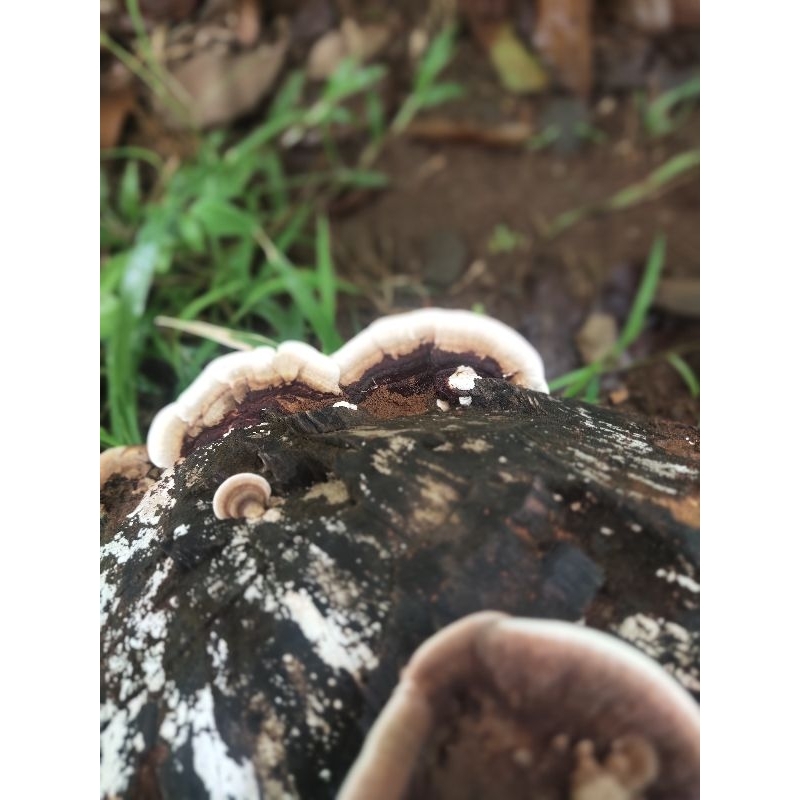 

jamur kayu ganoderma 100 gr