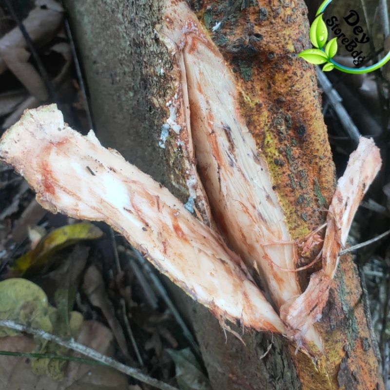

Kulit Pohon Ara segar 100 Gram