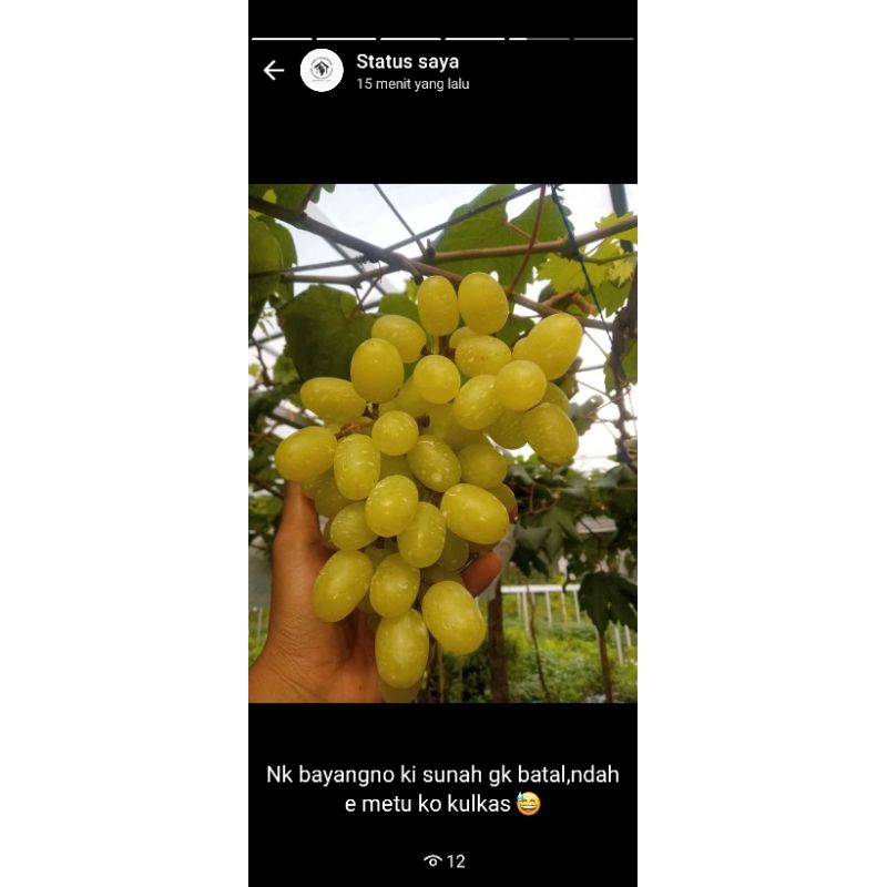 ANGGUR IMPORT ROSTOK IMPORT# BIBITANGGUR IMPORT# BUAH# TANAMAN# ANGGUR IMPORT
