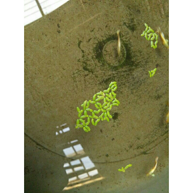 tanaman air azola atau mata lele