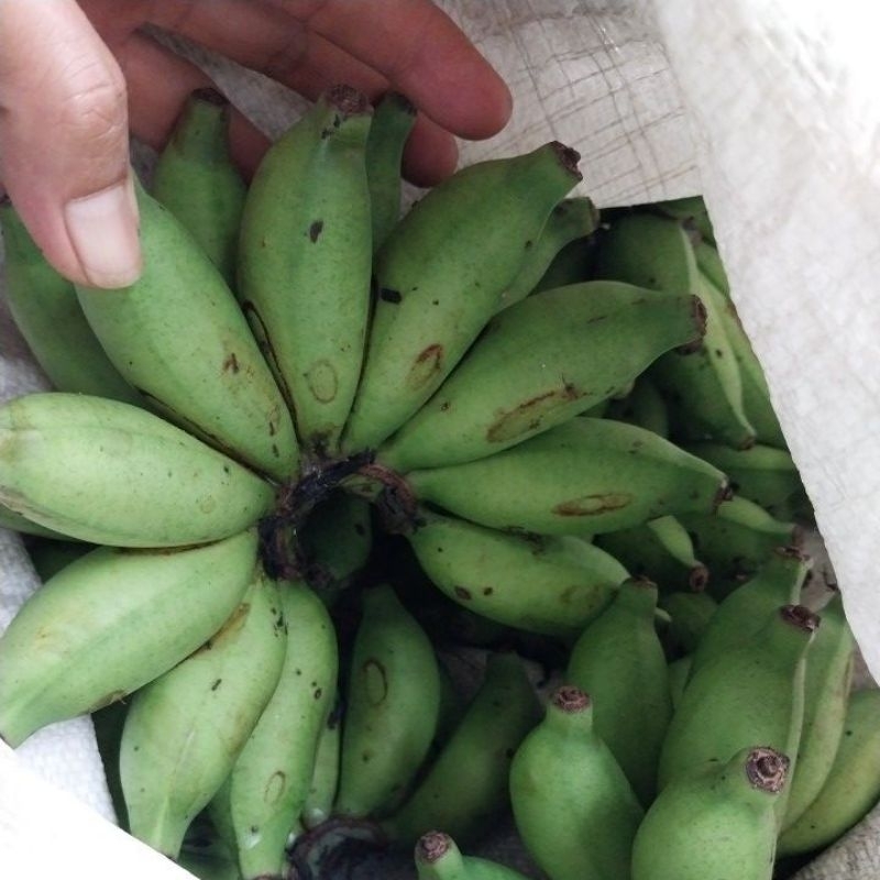

PISANG BERLIN TUA MANIS 1 KG FREESH