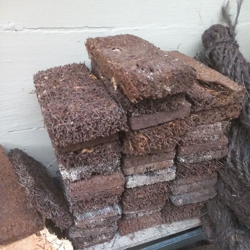 papan pakis MEDIA ANGGREK