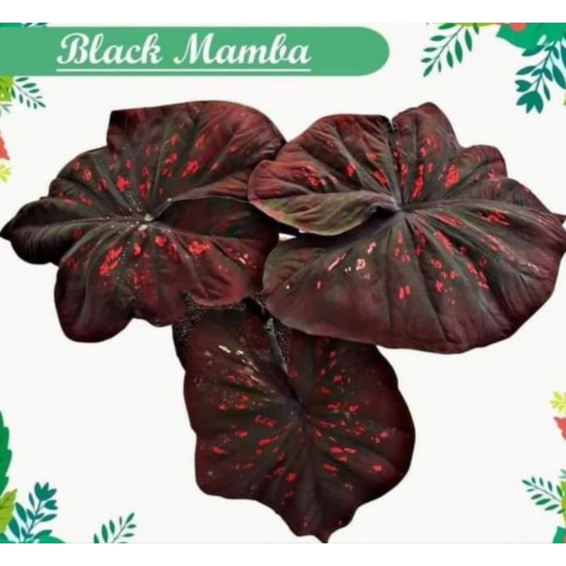Bibit Caladium Black Mamba / Bibit Keladi Black Mamba