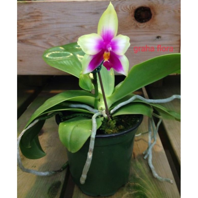 Anggrek Bulan ( phalaenopsis violacea var.borneo )