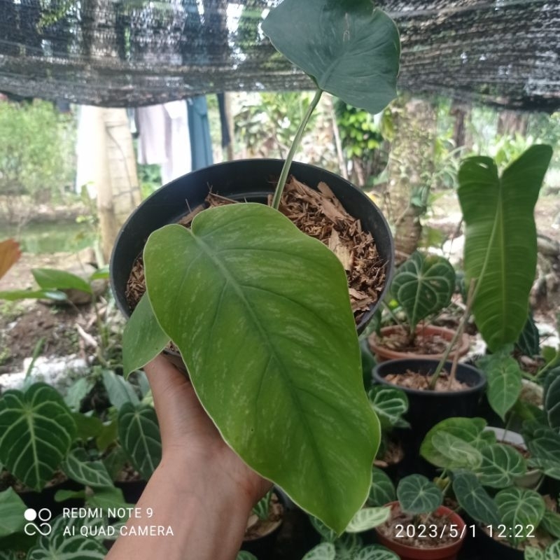 Monstera Dubia