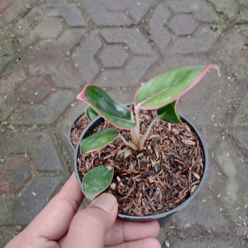 aglonema Khanza anakan