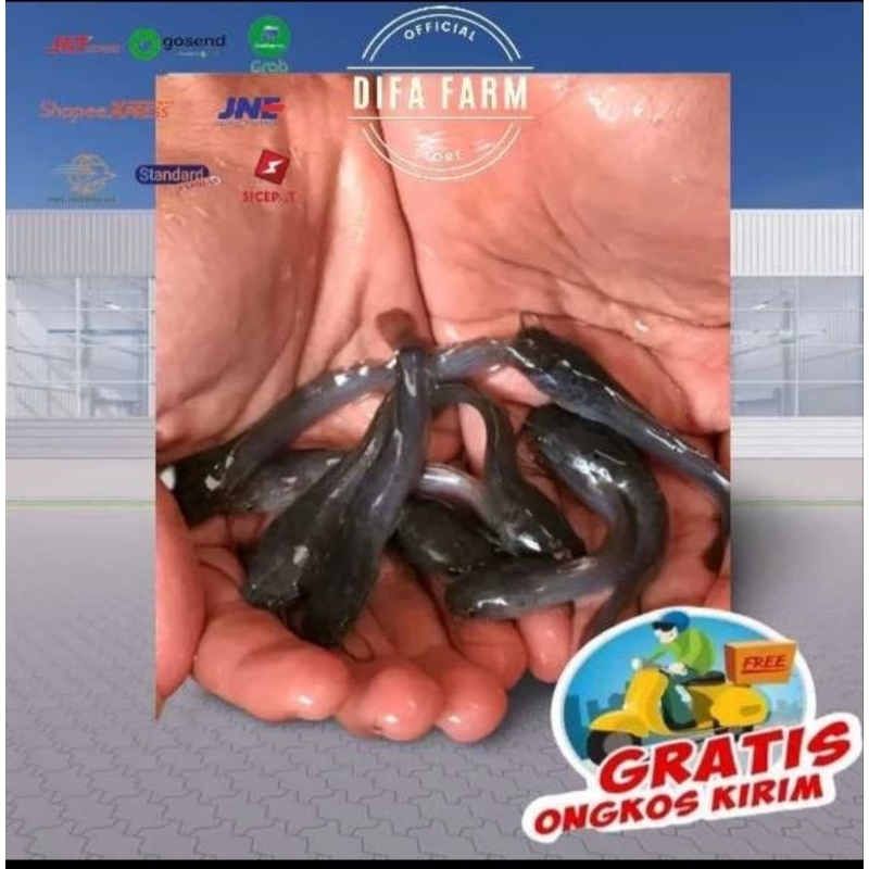 Paket 100 Ekor Bibit Lele Sangkuriang Konsumsi Hiasan Aquarium Ukuran 6-7 CM