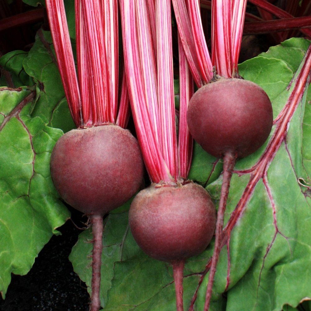 Benih Bibit Biji - Beetroot Detroit Dark Red Buah Bit Beet Merah Tua Manis Seeds - IMPORT