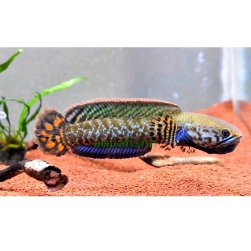 Channa Bleheri 7-8cm