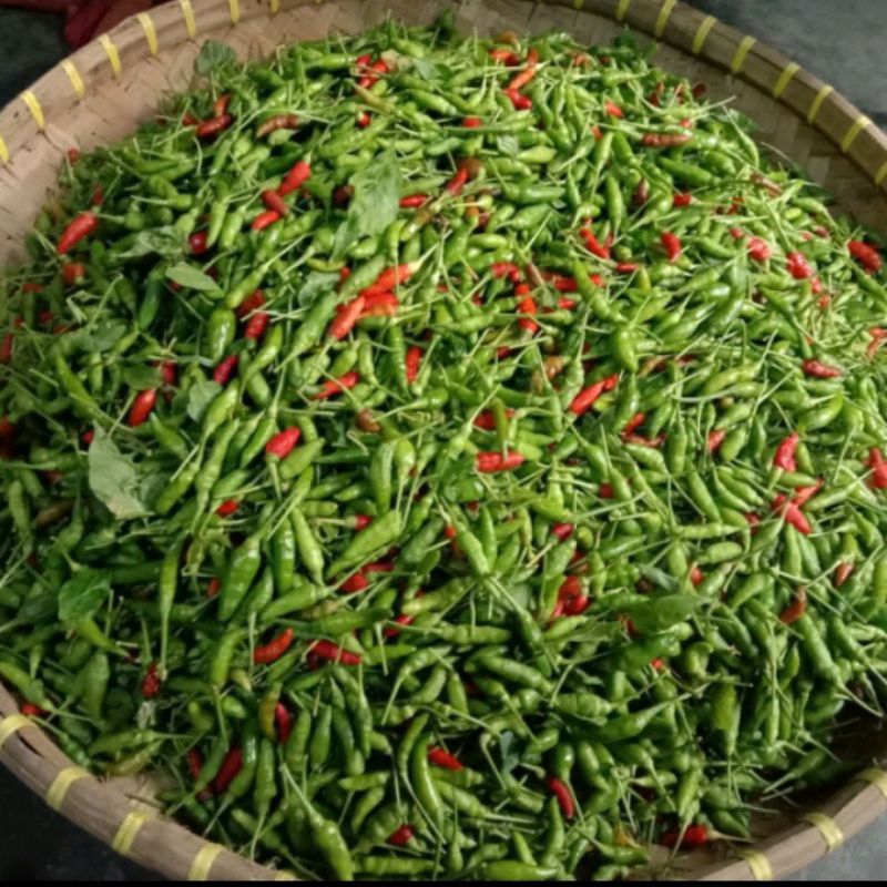 

Cabe rawit fress tersedia harga grosir