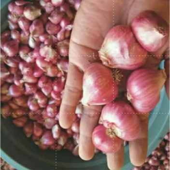 

BAWANG MERAH PROBOLINGO/BREBES 1 KG (BESAR)