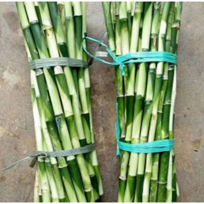 

promo Cutting stek bambu hoki 500gr mugi laris