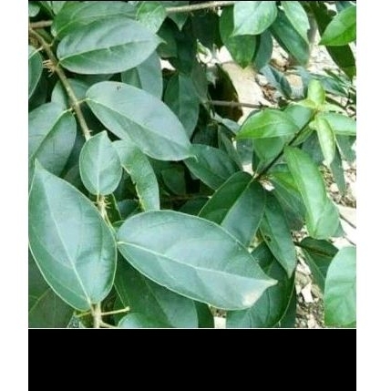 

Daun cincau segar per biji
