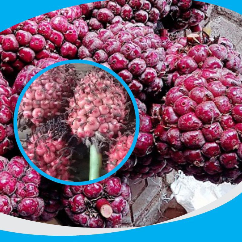 

Buah Kecombrang segar/Honje segar 500gr honje sayur/asam cekala segar