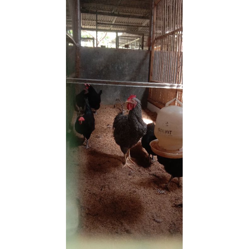 

TELUR AYAM KUNTARA 4 FERTIL BISA DITETASKAN