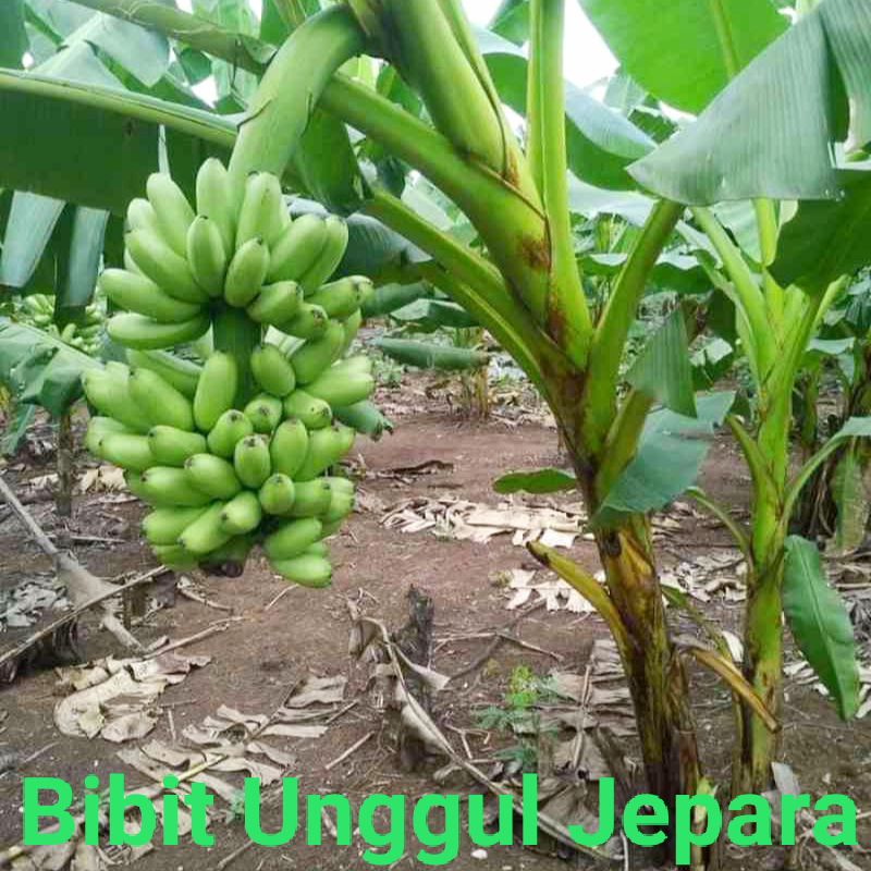 BIBIT PISANG MAS KIRANA