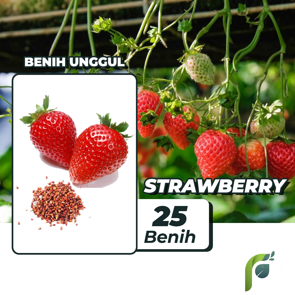 Benih Bibit Strawberry 25 Benih Dua Ribuan PG KDR